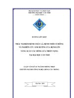 TRẮC NGHIỆM BỆNH CHÁY lá, BỆNH THỐI cổ BÔNG VÀNGHIÊN cứu ẢNH HƯỞNG của BỆNH lên NĂNG SUẤT các DÒNG lúa TRIỂN VỌNG tại đại học cần THƠ 