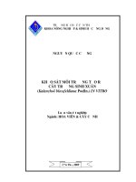 KHẢO sát môi TRƯỜNG tạo rễ cây TRƯỜNG SINH XUÂN (kalanchoëblossfeldiana poelln ) IN VITRO 