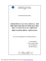 ẢNH HƯỞNG của LUÂN CANH lúa   bắp TRÊN BIẾN đổi một số TÍNH CHẤT hóa học và NĂNG SUẤT lúa TRÊN đất PHÈN ở GIỒNG RIỀNG   KIÊN GIANG 