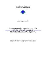 ẢNH HƯỞNG của GIBBERELLIN lên sự nảy mầm và TỔNG hợp ENZYME AMYLASE của hột lúa 