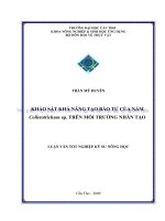 KHẢO sát KHẢ NĂNG tạo bào tử của nấm colletotrichum sp  TRÊN môi TRƯỜNG NHÂN tạo 