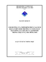 ẢNH HƯỞNG của THỜI điểm PHUN CALCIUM SILICAT đến SINH TRƯỞNG và NĂNG SUẤT HAI GIỐNG lúa MTL392 và JASMINE85 TRONG CHẬU ở vụ THU ĐÔNG 2010 