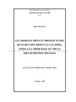 XÁC ĐỊNH dấu PHÂN tử PROTEIN TƯƠNG QUAN đến mùi THƠM của các DÒNG, GIỐNG lúa THƠM BẰNG kỹ THUẬT điện DI PROTEIN SDS PAGE 