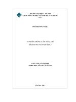 VI NHÂN GIỐNG cây NÁNG đế (beaucarnea recurvatalem ) 