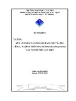 ẢNH HƯỞNG của NỒNG độ PACLOBUTRAZOL lên sự RA HOA TRÊN MAI GIẢO (ochna integerrima) tại THÀNH PHỐ cần THƠ 