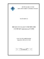 HIỆU QUẢ của NAA, BA và TDZ TRÊN CHỒI cây PHÚ QUÝ (aglaonema sp ) IN VITRO 