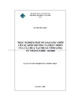 TRẮC NGHIỆM một số LOẠI gốc GHÉP lên sự SINH TRƯỞNG và PHÁT TRIỂN của cà CHUA tại THỊ xã VĨNH LONG từ THÁNG 9 2005   02 2006 