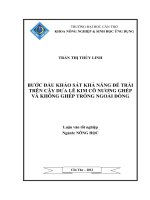 BƯỚC đầu KHẢO sát KHẢ NĂNG để TRÁI TRÊN cây dưa lê KIM cô NƯƠNG GHÉP và KHÔNG GHÉP TRỒNG NGOÀI ĐỒNG 