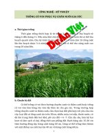 Công nghệ kĩ thuật trồng cỏ voi duanviet com vn 0918755356