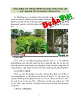 Công nghệ - kỹ thuật trồng cây gáo vàng - duanviet.com.vn 0918755356