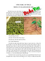 Công nghệ kĩ thuật trồng cây ba kích duanviet com vn 0918755356