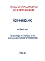 NGHIÊN CỨU BỆNH DO PHYTOPLASMA HẠI SẮN (Manihot esculenta Crantz) TẠI MỘT SỐ TỈNH ĐÔNG NAM BỘ