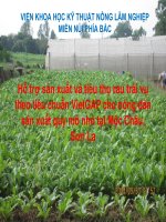 Hỗ trợ sản xuất và tiêu thụ rau trái vụ theo tiêu chuẩn VietGAP cho nông dân sản xuất quy mô nhỏ tại Mộc Châu, Sơn La