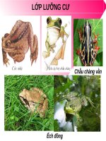 sinh học lớp 7 bài 35 ếch đồng×