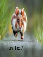 Bài 1. Thế giới động vật đa dạng, phong phú