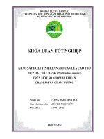 KHẢO SÁT HOẠT TÍNH KHÁNG KHUẨN CỦA CAO THÔ DIỆP HẠ CHÂU ĐẮNG (Phyllanthus amarus) TRÊN MỘT SỐ NHÓM VI KHUẨN GRAM ÂM VÀ GRAM DƯƠNG