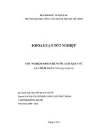THỬ NGHIỆM PHỐI CHẾ NƯỚC GIẢI KHÁT TỪ LÁ CHÙM NGÂY (Moringa oleifera)