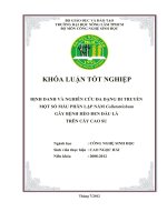 ĐỊNH DANH VÀ NGHIÊN CỨU ĐA DẠNG DI TRUYỀN MỘT SỐ MẪU PHÂN LẬP NẤM Colletotrichum GÂY BỆNH HÉO ĐEN ĐẦU LÁ TRÊN CÂY CAO SU