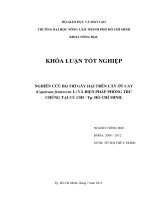 NGHIÊN CỨU BỌ TRĨ GÂY HẠI TRÊN CÂY ỚT CAY (Capsicum frutescens L) VÀ BIỆN PHÁP PHÒNG TRỪ CHÚNG TẠI CỦ CHI  Tp. HỒ CHÍ MINH.