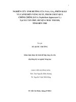 NGHIÊN CỨU ẢNH HƯỞNG CỦA NAA, GA3, PHÂN KALI VÀ CANXI ĐẾN NĂNG SUẤT, PHẨM CHẤT QUẢ CHÔM CHÔM JAVA (Nephelium lappaceum L.) TẠI XÃ TÂN PHÚ, HUYỆN CHÂU THÀNH, TỈNH BẾN TRE