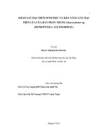 KHẢO SÁT ĐẶC ĐIỂM SINH HỌC VÀ KHẢ NĂNG GÂY HẠI TRÊN LÚA CỦA RẦY PHẤN TRẮNG Aleurocybotus sp.  (HOMOPTERA: ALEYRODIDAE) 