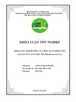   KHẢO SÁT ẢNH HƯỞNG CỦA BỨC XẠ GAMMA LÊN CALLUS CỦA CÂY BẠC HÀ (Mentha arvensis L.)   
