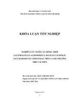  NGHIÊN CỨU NUÔI CẤY ĐỒNG THỜI LACTOBACILLUS ACIDOPHILUS, BACILLUS SUBTILIS, SACCHAROMYCES CEREVISIAE TRÊN CANH TRƯỜNG  MRS CẢI TIẾN    