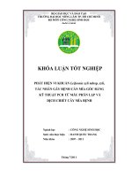 PHÁT HIỆN VI KHUẨN Leifsonia xyli subsp. xyli, TÁC NHÂN GÂY BỆNH CẰN MÍA GỐC BẰNG   KỸ THUẬT PCR TỪ MẪU PHÂN LẬP VÀ  DỊCH CHIẾT CÂY MÍA BỆNH    