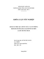KHẢO SÁT HIỆU QUẢ CHỦNG NGỪA VACCIN PHÒNG BỆNH DO MYCOPLASMA GALLISEPTICUM TRÊN   GÀ ĐẺ THƯƠNG PHẨM 