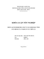  PHÂN LẬP ESCHERICHIA COLI VÀ XÁC ĐỊNH ĐẶC TÍNH  GÂY BỆNH CỦA VI KHUẨN NÀY TRÊN GÀ   