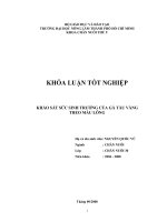 KHẢO SÁT SỨC SINH TRƯỞNG CỦA GÀ TÀU VÀNG  THEO MÀU LÔNG     