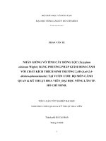   NHÂN GIỐNG VÔ TÍNH CÂY HỒNG LỘC (Syzygium oleinum Wight ) BẰNG PHƯƠNG PHÁP GIÂM HOM CÀNH  VỚI CHẤT KÍCH THÍCH SINH TRƯỞNG 2,4D (Axit2,4 diclorophenoxiaxetic) TẠI VƯỜN ƯƠM  BỘ MÔN CẢNH  QUAN  KỸ THUẬT HOA VIÊN_ĐẠI HỌC NÔNG LÂM TP. HỒ CHÍ MINH.    