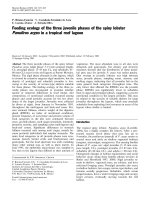 2003 feeding ecology of the three juvenile phases of the spiny lobster panulirus argus in a tropical reef lagoon 