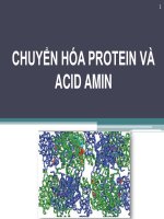 CHUYỂN hóa PROTEIN và ACID AMIN 