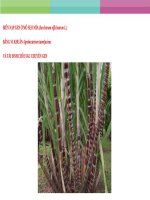 BIẾN nạp GEN ở mô sẹo mía (saccharum officinarum l ) BẰNG VI KHUẨN agrobacterium tumefaciens và tái SINH CHỒI SAU CHUYỂN GEN 