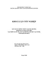 SẢN XUẤT GIỐNG NHÂN TẠO ỐC HƯƠNG (Babylonia areolata Link 1807) TẠI THÔN XUÂN TỰ, XÃ VẠN HƯNG, HUYỆN VẠN NINH, TỈNH KHÁNH HOÀ