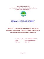 NGHIÊN CỨU QUI TRÌNH LÊN MEN NƯỚC TRÀ XANH BẰNG HỆ CỘNG SINH VI KHUẨN ACETOBACTER XYLINUM VÀ NẤM MEN SACCHAROMYCES CEREVISIAE