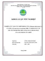 NGHIÊN CỨU TẠO CÂY GHÉP KHOAI TÂY (Solanum tuberosum L.)  CÀ CHUA (Lycopersicon esculentum Mill.) VÀ KHẢO SÁT CÁC YẾU TỐ ẢNH HƯỞNG ĐẾN NĂNG SUẤT, PHẨM CHẤT CỦA SẢN PHẨM CÂY GHÉP