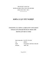 ẢNH HƯỞNG CỦA GIỐNG LÁ KHOAI MÌ VÀ POTASSIUM NITRATE LÊN SINH KHÍ METHANE TRONG MÔI TRƯỜNG LÊN MEN IN VITRO