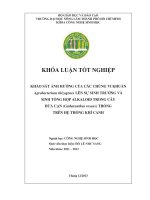 KHẢO SÁT ẢNH HƯỞNG CỦA CÁC CHỦNG VI KHUẨN Agrobacterium rhizogenes LÊN SỰ SINH TRƯỞNG VÀ SINH TỔNG HỢP ALKALOID TRONG CÂY DỪA CẠN (Catharanthus roseus) TRỒNG TRÊN HỆ THỐNG KHÍ CANH