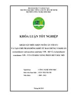 KHẢO SÁT ĐIỀU KIỆN NUÔI CẤY TỐI ƯU VÀ TẠO CHẾ PHẨM ĐÔNG KHÔ TỪ HAI CHỦNG VI KHUẨN Acinetobacter calcoaceticus anitratus VPI  SD VÀ Acinetobacter venetianus VPI  VT1 CÓ KHẢ NĂNG PHÂN HUỶ DẦU MỎ