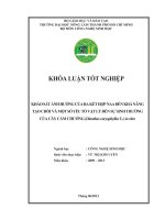 KHẢO SÁT ẢNHHƯỞNG CỦABA KẾT HỢP NAA ĐẾN KHẢ NĂNG TẠOCHỒI VÀ MỘT SỐ YẾU TỐ VẬT LÝ ĐẾNSỰ SINH TRƯỞNG CỦA CÂY CẨM CHƯỚNG (Dianthus caryophyllus L.) in vitro