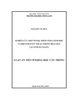 Nghiên cứu một số đặc điểm nông sinh học và biện pháp kỹ thuật trồng hoa lily tại tỉnh hà giang