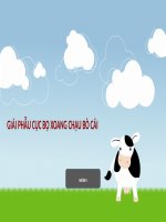 GIẢI PHẪU CỤC BỘ XOANG CHẬU BÒ CÁI