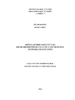 PHÂN LẬP HỢP CHẤT TỪ CAO DICHLOROMETHANE CỦA CÂY CAM THẢO ĐẤT (SCOPARIA DULCIS LINN)