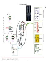 Tài liệu ôn thi HSG, ôn vào chuyên sinh 10 cđ đột biến