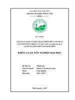Đánh giá sơ bộ về hiện trạng phân bố và đề xuất giải pháp phát triển cây mạy chả (arundinaria sp 2) tại huyện điện biên   tỉnh điện biên 