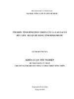 TÌM HIỂU TÌNH HÌNH PHÁT TRIỂN CÂY CA CAO TẠI XÃ ĐỨC LIỄU HUYỆN BÙ ĐĂNG TỈNH BÌNH PHƯỚC