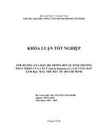 ẢNH HƯỞNG CỦA MẬT ĐỘ TRỒNG ĐẾN SỰ SINH TRƯỞNG PHÁT TRIỂN CỦA CÂY É (Salvia hispanica L.) TẠI VÙNG ĐẤT XÁM BẠC MÀU THỦ ĐỨC TP. HỒ CHÍ MINH