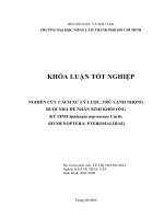 NGHIÊN CỨU CÁCH XỬ LÝ LUỘC, TRỮ LẠNH NHỘNG RUỒI NHÀ ĐỂ NHÂN SINH KHỐI ONG KÝ SINH Spalangia nigroaenea Curtis (HYMENOPTERA: PTEROMALIDAE)